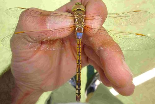 Réf. 354 198 : Anax ephippiger